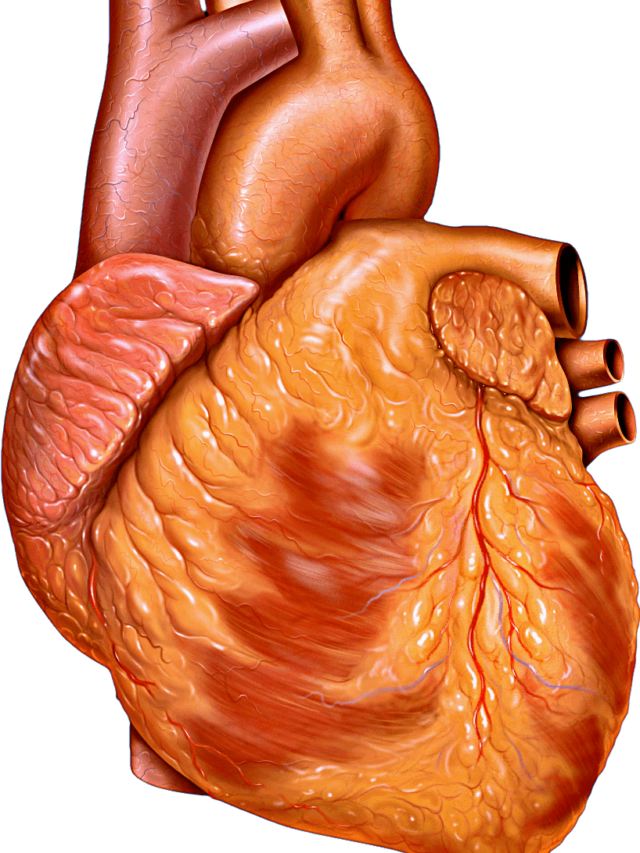 Heart_anterior_exterior_view