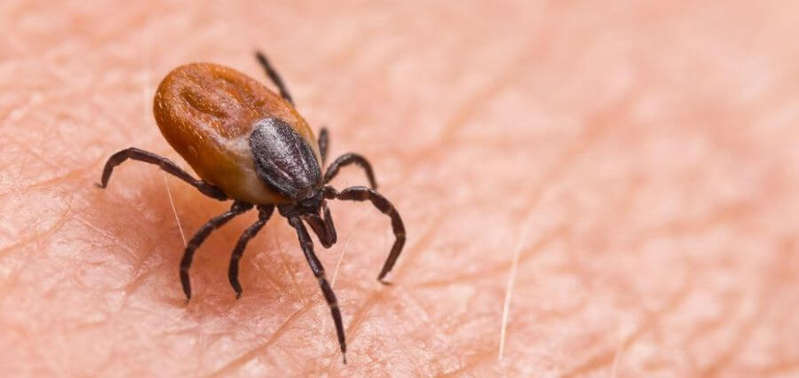 HSE Cautions on Lime Disease as 400 People get Infected with Tick Illness Annually
