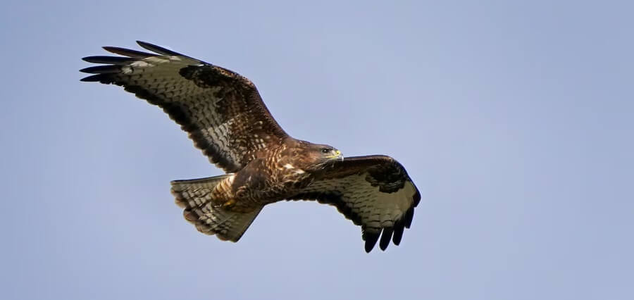 As Virus Flu Gets Detected in Buzzard in Co Galway, New Measures for Avian Flu Announced