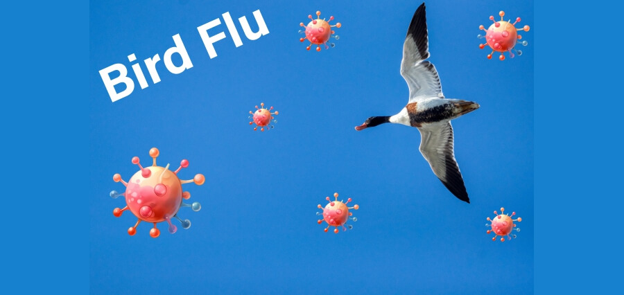 Rare Human Case of Bird Flu Detected in the UK; Public Risk Remains Low